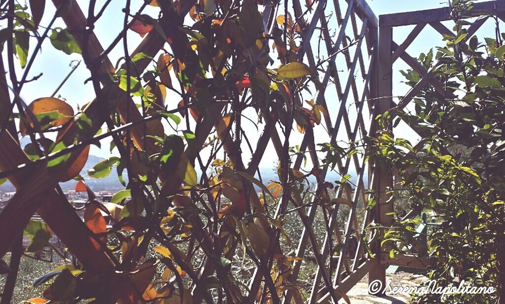 growth, low angle view, branch, plant, leaf, tree, yellow, hanging, nature, day, sunlight, built structure, outdoors, fence, no people, architecture, close-up, sky, growing, flower
