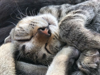 Close-up of cat sleeping
