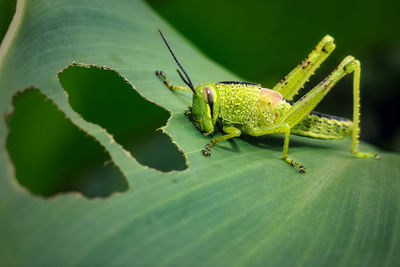 Grasshopper on a leaf