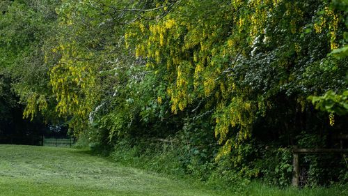 Scenic view of trees in forest