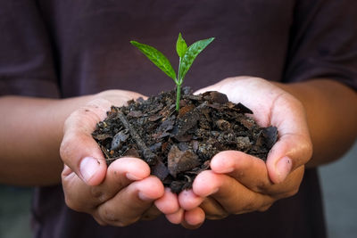Close-up of human hand holding seedling