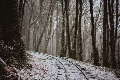 View of railroad tracks in forest