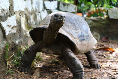 Close-up of tortoise on land