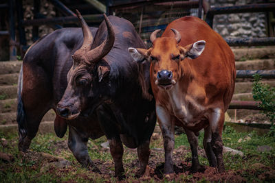 Cows standing in a field