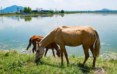 Horse grazing on field