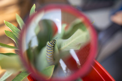 Close-up of caterpillar on leaf seen through magnifying glass