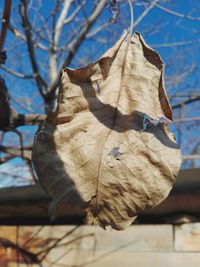 Close-up of dry maple leaf on branch