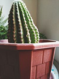 Close-up of potted cactus plant