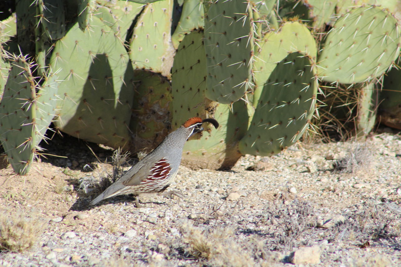 Gambel's quail