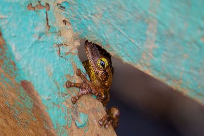 Close-up of frog on metal