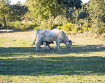 Side view of horse on field