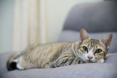 Close-up portrait of cat lying on floor