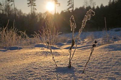 Scenic view of snow field against sky during sunset