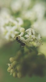 Close-up of plant against blurred background