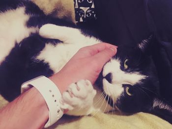 Close-up of hand holding kitten