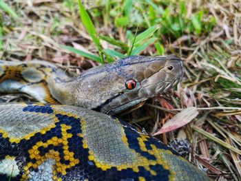 Close-up of lizard on field