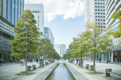 Trees and buildings in city