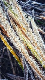 High angle view of dry leaves on field