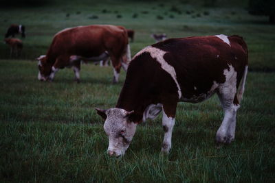 Cows grazing on grassy field