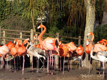 Flock of birds in lake