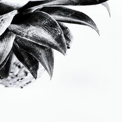 Close-up of leaves over white background