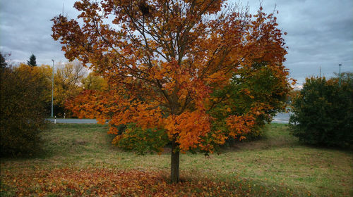 Autumn tree in park