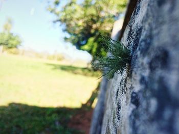 Close-up of caterpillar on tree against sky