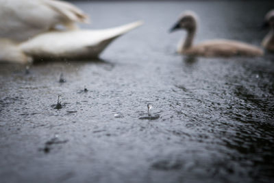 Cygnets swimming in pond