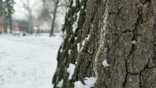 Close-up of tree trunk during winter