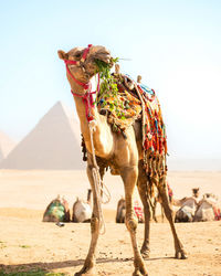 Decorated camel on sand in front of pyramids of giza in cairo egypt at desert against morning sky