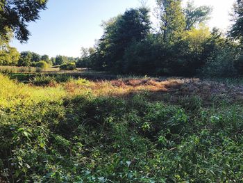 Plants growing on land in forest