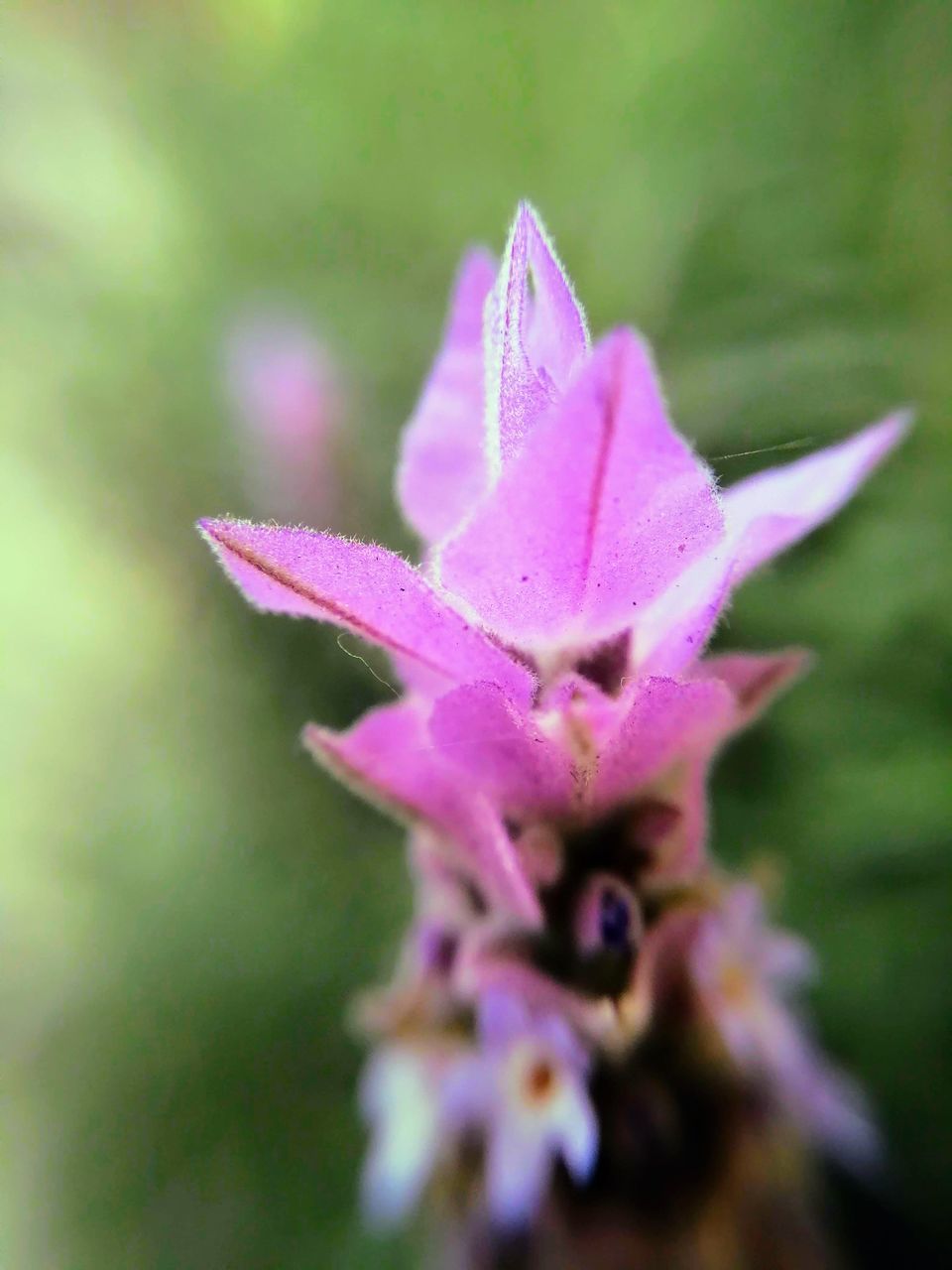 CLOSE-UP OF PINK FLOWER