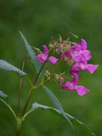 Close-up of pink flowers blooming outdoors