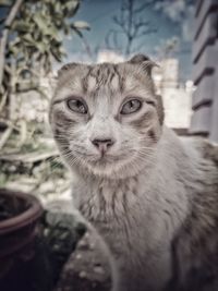 Close-up portrait of cat