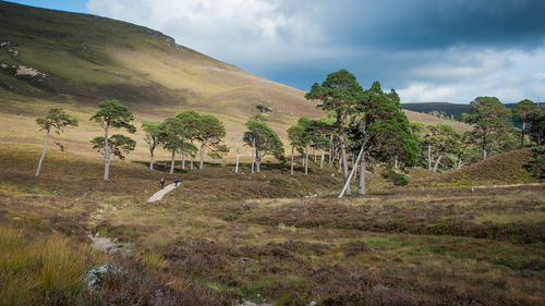 Scenic view of landscape against cloudy sky