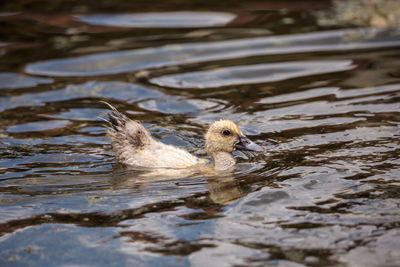 Duck swimming in lake