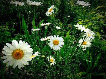 Close-up of white daisy flowers blooming in field