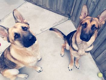 High angle portrait of german shepherds on footpath