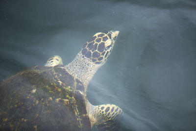 High angle view of turtle swimming in sea