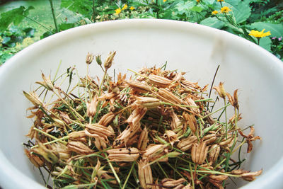High angle view of plants