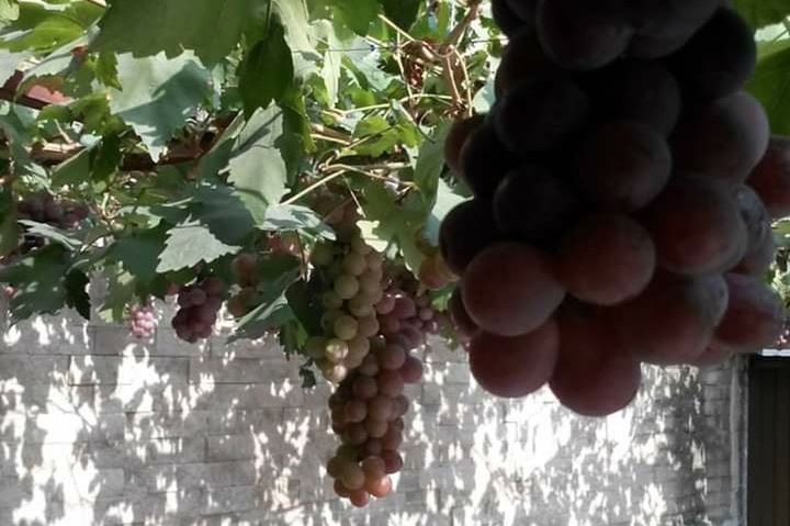 CLOSE-UP OF GRAPES IN VINEYARD