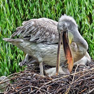 Close-up of bird