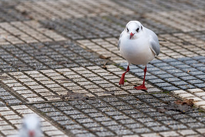 High angle view of pigeon perching on footpath