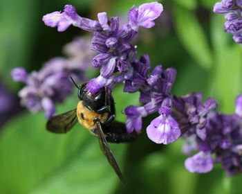 Close-up of carpenter bee on purple flower