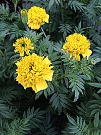 Close-up of yellow flowers