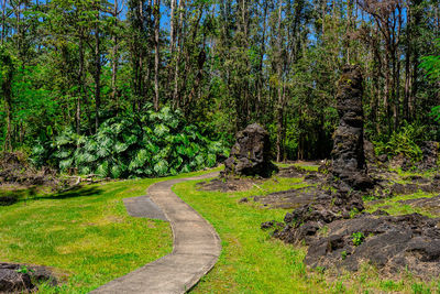 Road amidst trees in forest