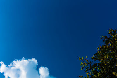 Low angle view of trees against blue sky