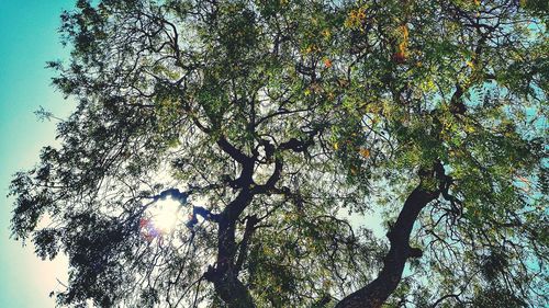 Low angle view of trees in forest