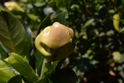 Close-up of flower blooming outdoors