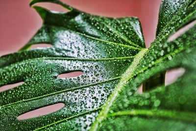 Close-up of raindrops on leaves